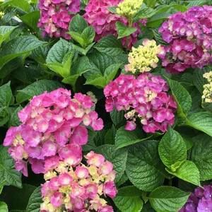 Meet your Posher, Ramona